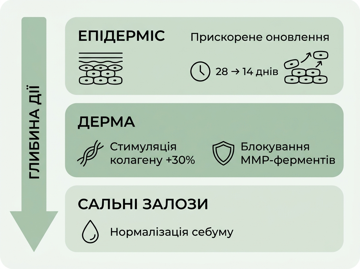 Инфографика: как ретинол действует на разных уровнях кожи — эпидермис, дерма, сальные железы